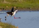 Échasse blanche - Himantopus himantopus