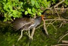 Gallinule poule d'eau - Gallinula chloropus