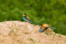 Guêpier d'Europe - Merops apiaster