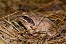 Grenouille agile - Rana dalmatina