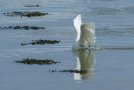 L'Aigrette garzette - Egretta garzetta - Golfe du Morbihan (56)