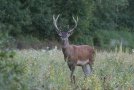 Cerf élaphe - Cervus elaphus