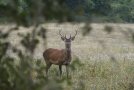 Cerf élaphe - Cervus elaphus