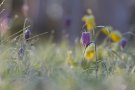 Fritillaire Pintade - Fritillaria meleagris - 2023