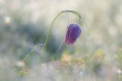 Fritillaire Pintade - Fritillaria meleagris