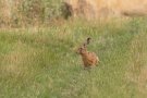 Lièvres d'Europe - Lepus europaeus