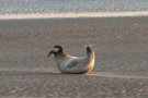 Phoque commun - Phoca vitulina - 2026