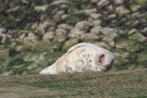 Phoque commun - Phoca vitulina - 2026