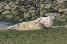 Phoque commun - Phoca vitulina - 2026