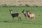 Chevreuil - Capreolus capreolus - 2020