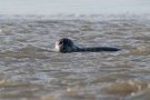 Phoque commun - Phoca vitulina