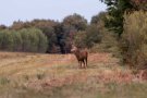 Cerf élaphe - Cervus elaphus - 2017