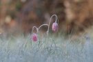 Fritillaire Pintade - Fritillaria meleagris