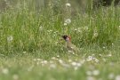 Pic vert - Picus viridis