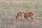 Chevreuil - Capreolus capreolus - 2018