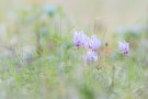 Cyclamen hederifolium