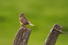 Bruant proyer - Emberiza calandra