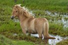 Cheval Islandais - Islande