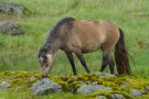 Cheval Islandais - Islande
