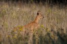 Chevreuil - Capreolus capreolus - 2015