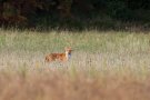 Renard roux - Vulpes vulpes