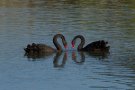 Cygne noir - Cygnus atratus