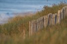 Dune bordant la plage de Cleder (29)