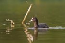 Foulque macroule - Fulica atra