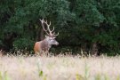 Cerf élaphe - Cervus elaphus - 2015