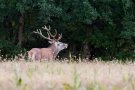 Cerf élaphe - Cervus elaphus - 2015