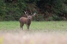 Cerf élaphe - Cervus elaphus - 2015