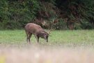 Cerf élaphe - Cervus elaphus - 2015