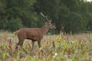 Cerf élaphe - Cervus elaphus