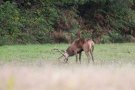 Cerf élaphe - Cervus elaphus - 2015