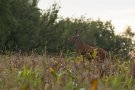 Cerf élaphe - Cervus elaphus