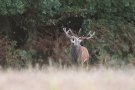 Cerf élaphe - Cervus elaphus - 2015