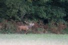 Cerf élaphe - Cervus elaphus - 2015