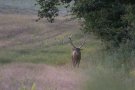 Cerf élaphe - Cervus elaphus - 2015