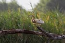 Crabier chevelu - Ardeola ralloides - Brenne (36)