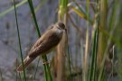 Rousserolle effarvatte - Acrocephalus arundinaceus