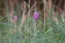096 Fritillaire Pintade - Fritillaria meleagris