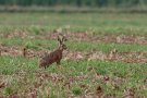 Lièvres d'Europe - Lepus europaeus