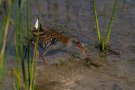 Râle d'eau - Rallus aquaticus - Brenne (36)