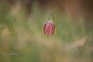 Fritillaire Pintade - Fritillaria meleagris - 2022