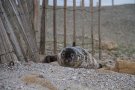 Phoque gris - Halichoerus grypus - Pointe de la torche (29)