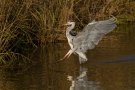 Heron cendré - Ardea cinerea