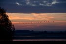 Retour des Grues le soir sur le lac du Der-Chantecoq
