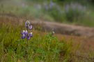 Lupin - Lupinus latifolius