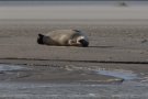 Phoque commun - Phoca vitulina