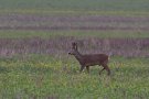 Chevreuil - Capreolus capreolus